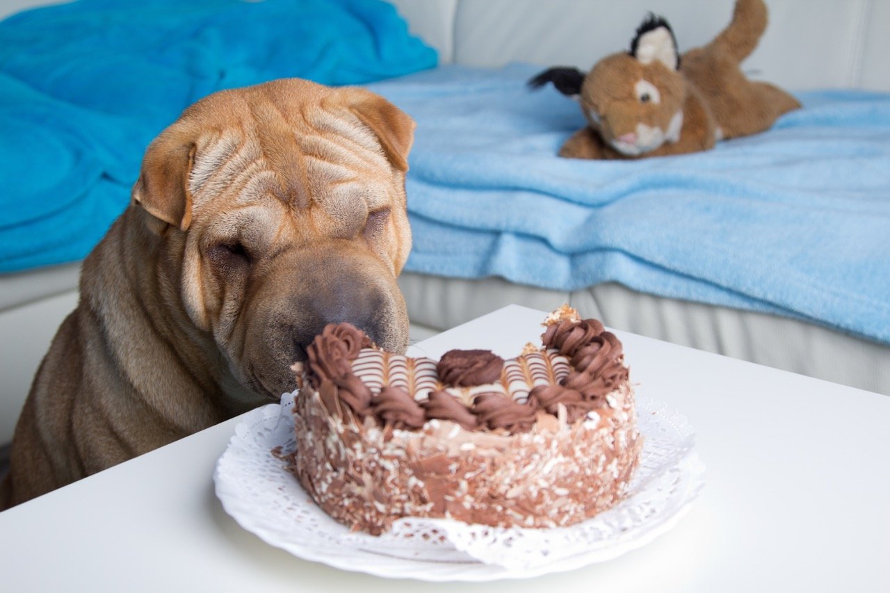 Dog ate shop chocolate cake